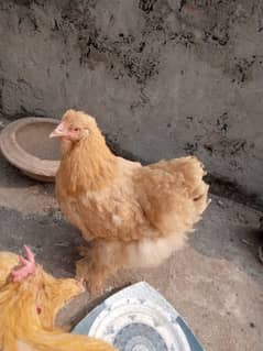 chicks Golden pair