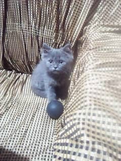 Persian cat for sale