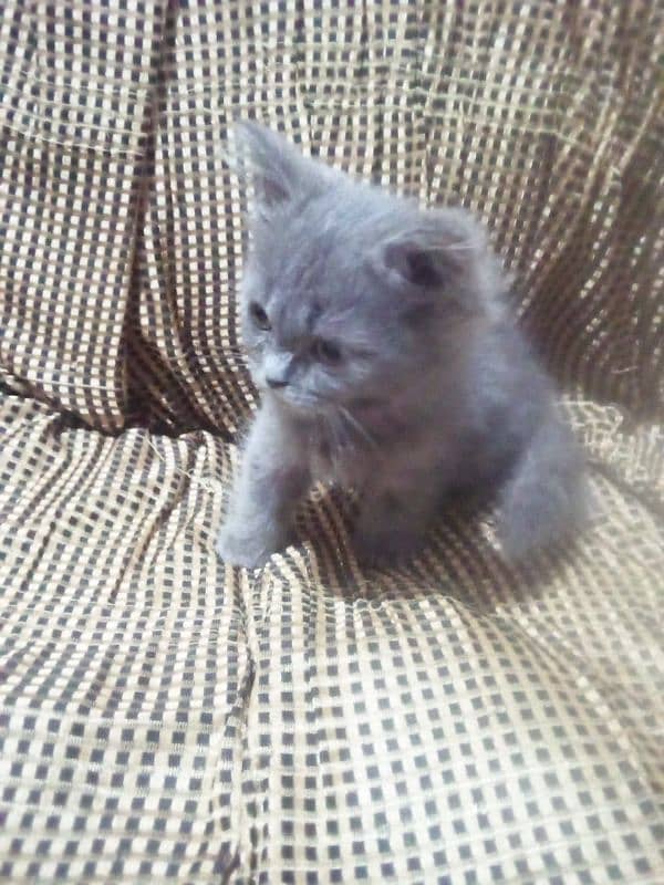 Persian cat for sale 1