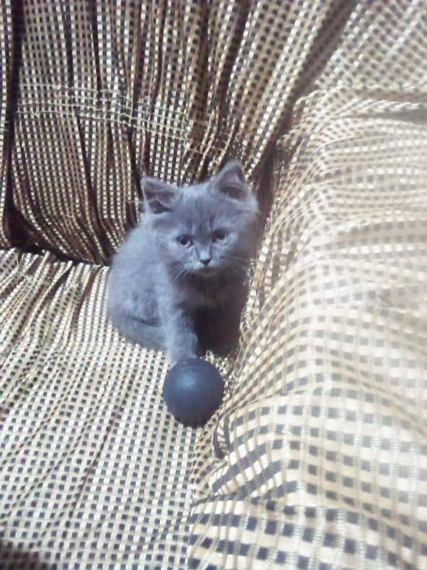 Persian cat for sale 2