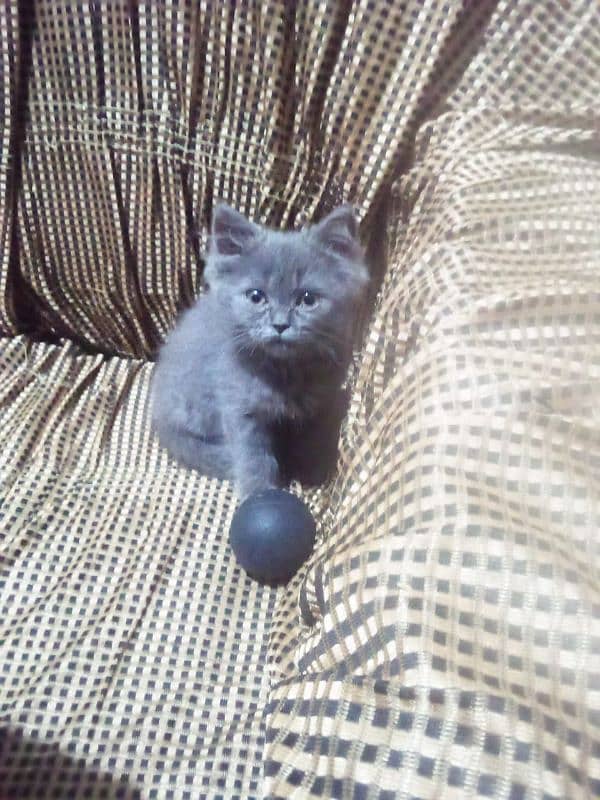 Persian cat for sale 3