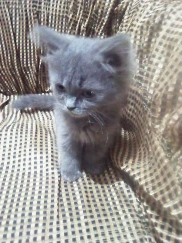 Persian cat for sale 4