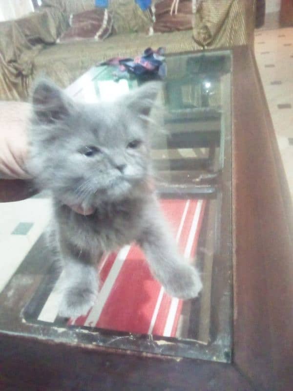 Persian cat for sale 5