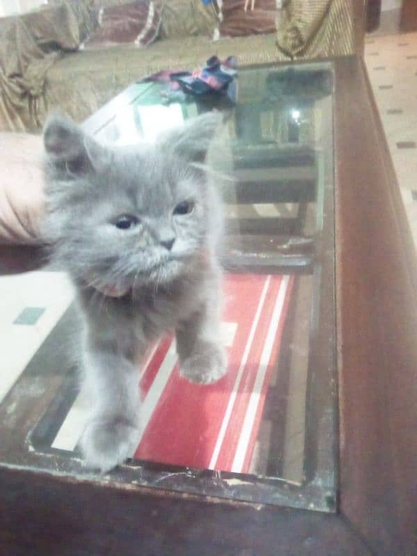 Persian cat for sale 6