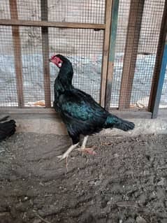 Thai Aseel Hens