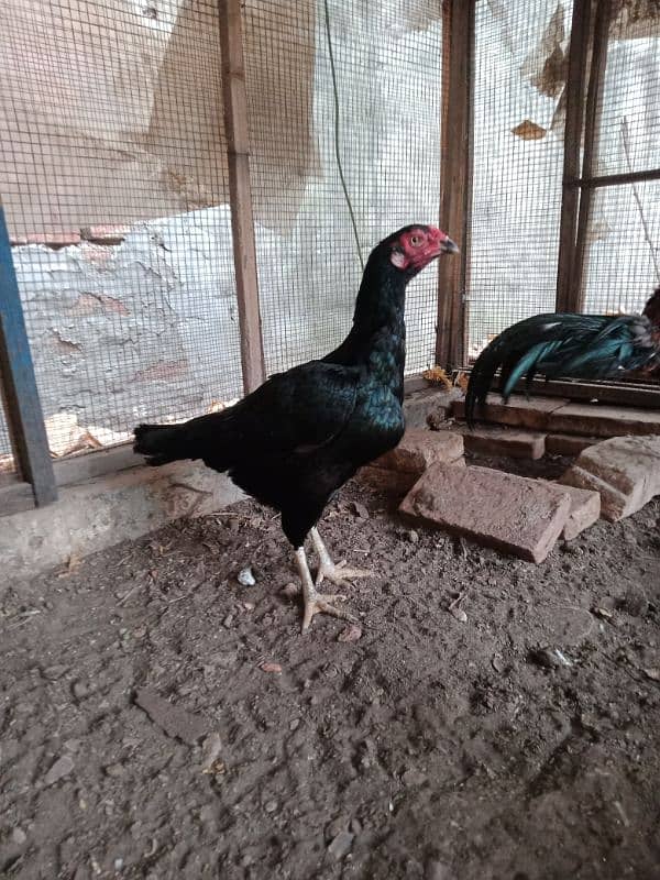 Thai Aseel Hens 3