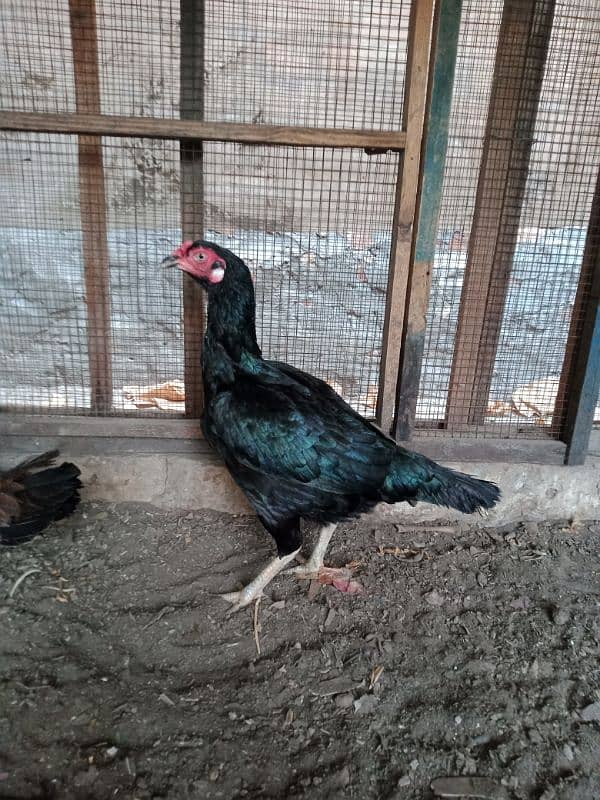 Thai Aseel Hens 8