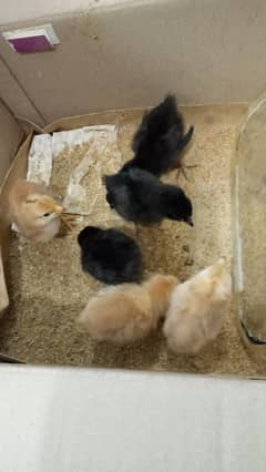 6 chicks for sale