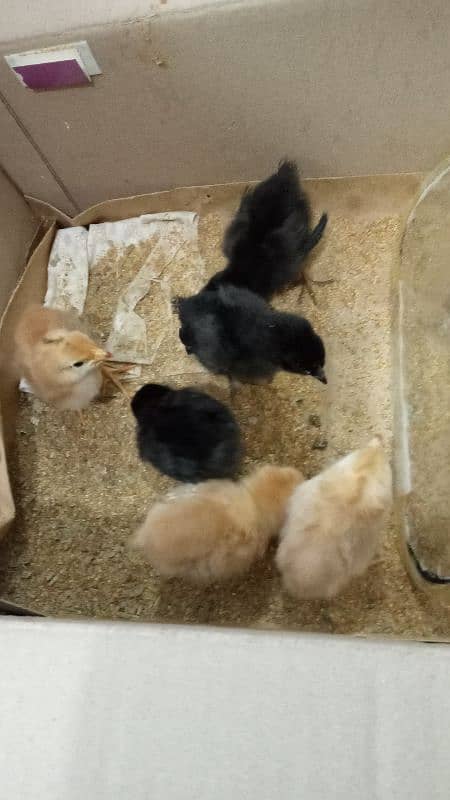 6 chicks for sale 0