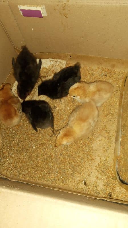 6 chicks for sale 1