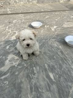 Maltese puppy