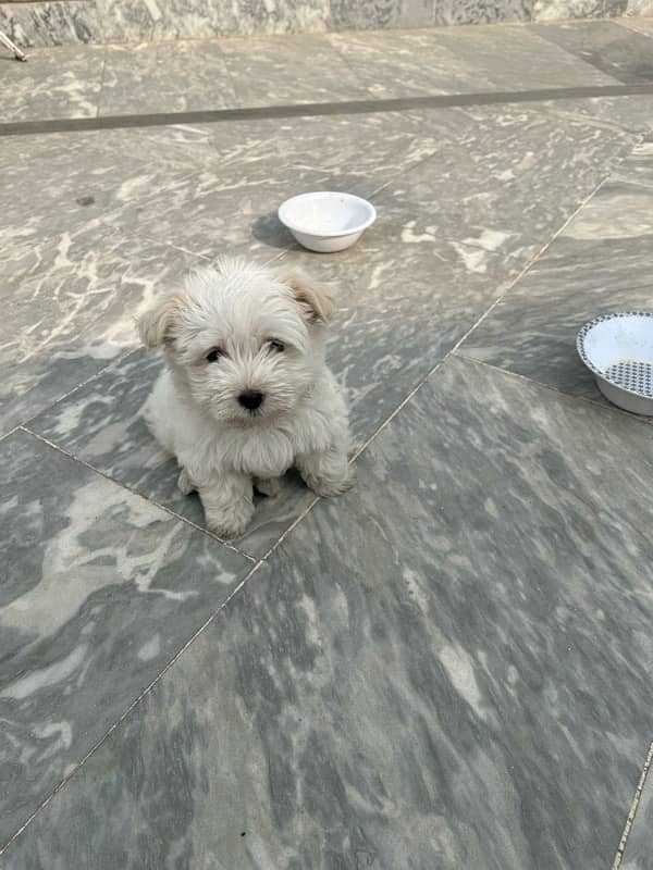 Maltese puppy 0