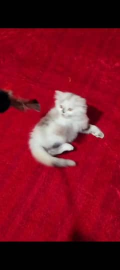 Persian White Triple Coated Kittens