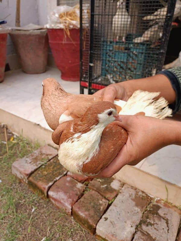 sherazi pigeon pair breeder 0