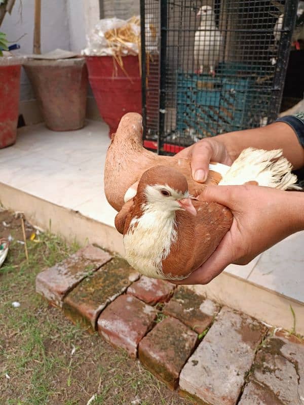 sherazi pigeon pair breeder 1