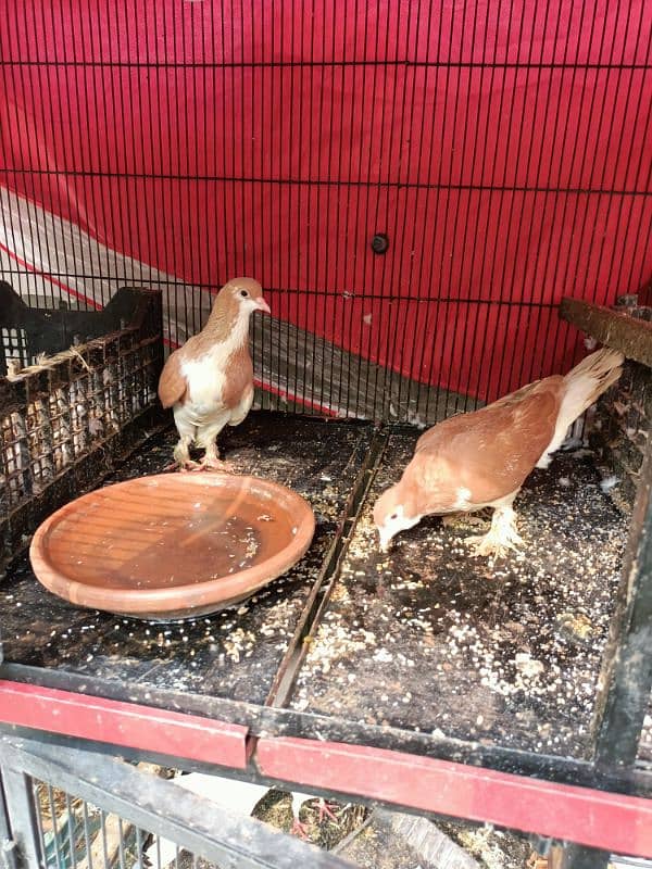 sherazi pigeon pair breeder 2