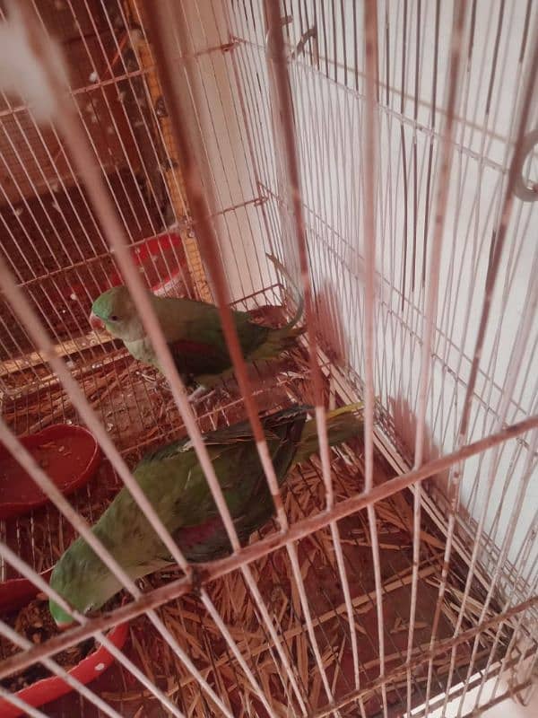 raw parrot piar 1