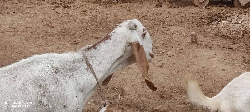 Doodh wali Bakri with breading quality male kid 0