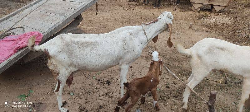 Doodh wali Bakri with breading quality male kid 2