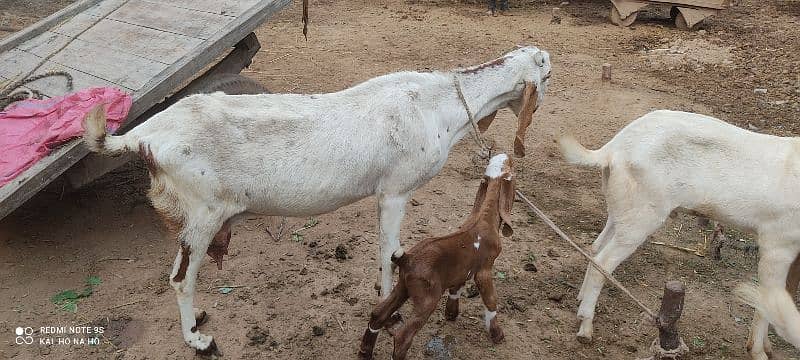 Doodh wali Bakri with breading quality male kid 5