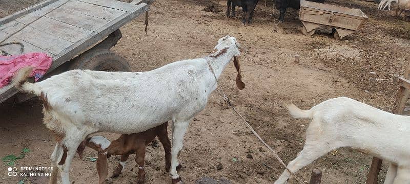 Doodh wali Bakri with breading quality male kid 6