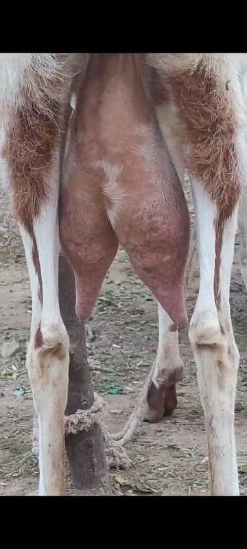 Doodh wali Bakri with breading quality male kid 7