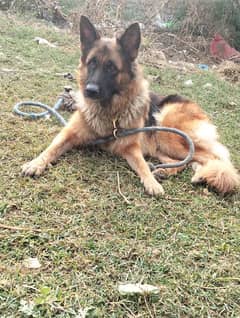 German shepherd long coat breeder female