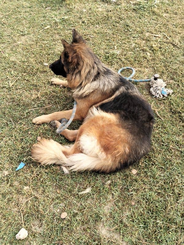 German shepherd long coat breeder female 1