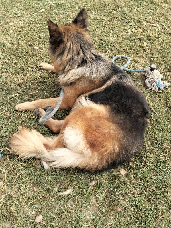 German shepherd long coat breeder female 2