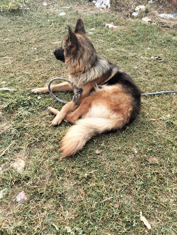 German shepherd long coat breeder female 3