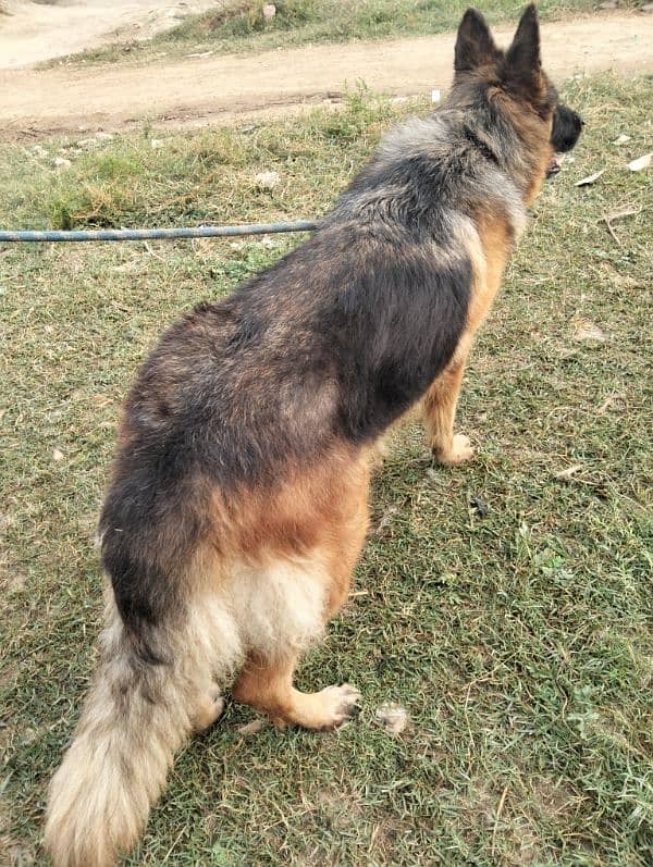 German shepherd long coat breeder female 4