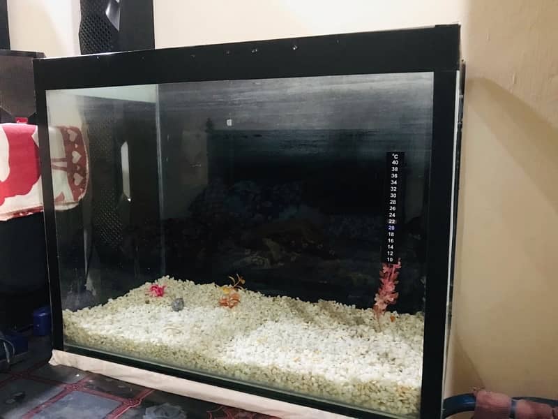 Fish Aquarium > Read add 0