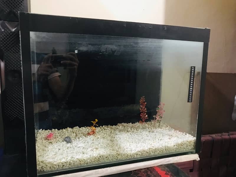 Fish Aquarium > Read add 1