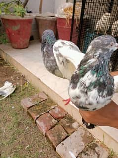 Bazi Wala kabuter pigeon pair