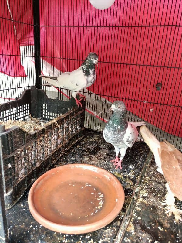 Bazi Wala kabuter pigeon pair 1