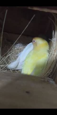 Albino love birds sale for urgent basis