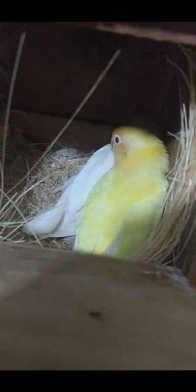 Creamino Albino love birds sale for urgent basis 0