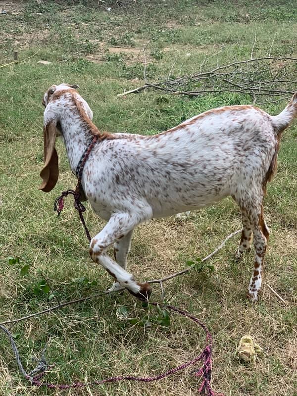 Pure Makhi Chini Bakri 10