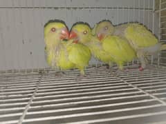 Yellow ringneck chicks