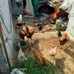 Home breed hens