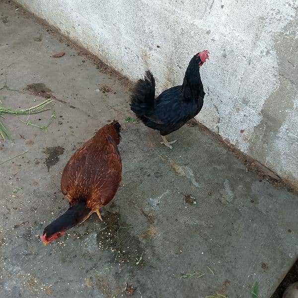 Home breed hens 7