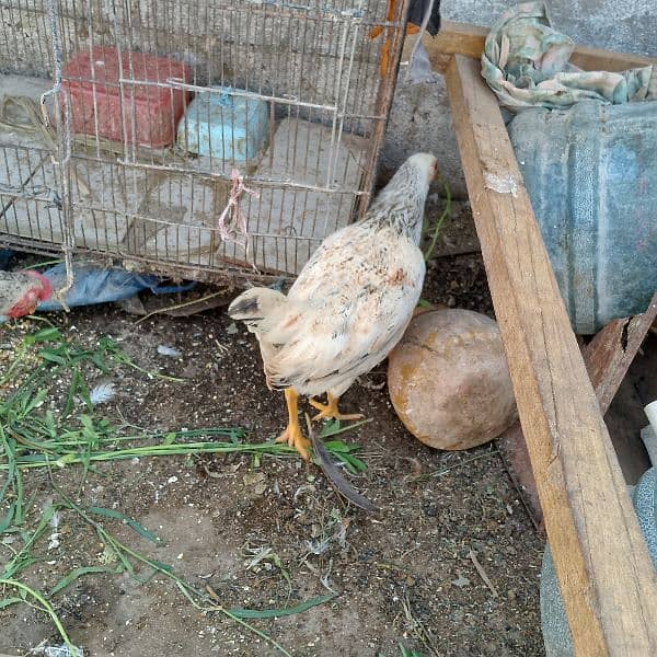 Home breed hens 11