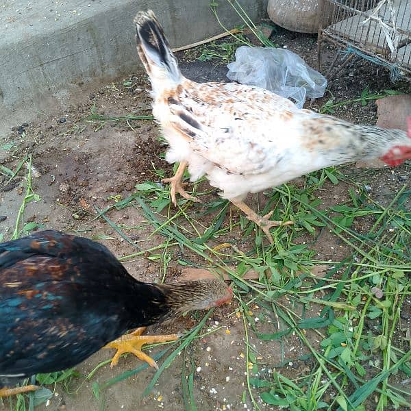 Home breed hens 13