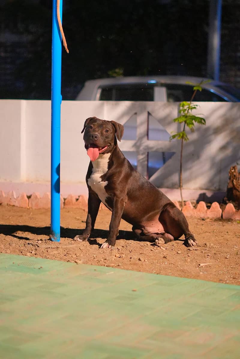 American Staffshire Terrier (pitbull family dog) 1