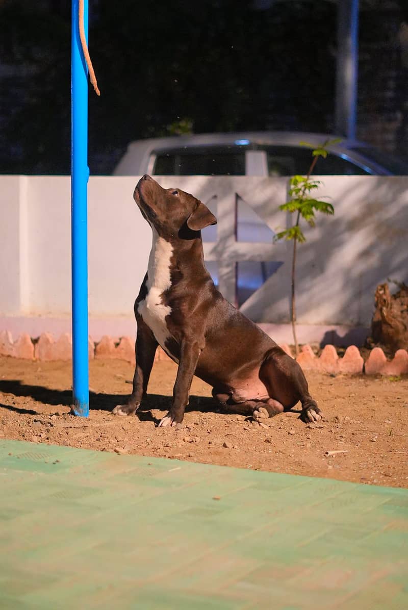 American Staffshire Terrier (pitbull family dog) 2