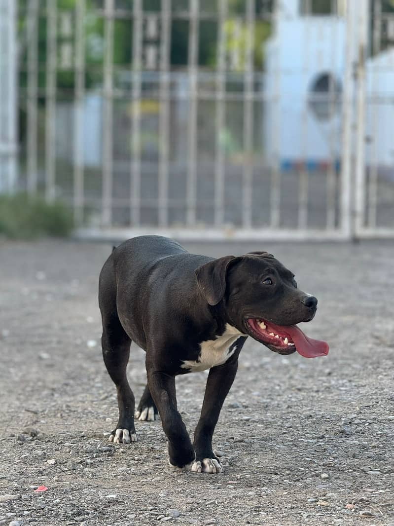 American Staffshire Terrier (pitbull family dog) 4