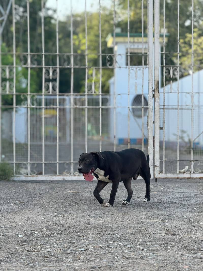 American Staffshire Terrier (pitbull family dog) 5