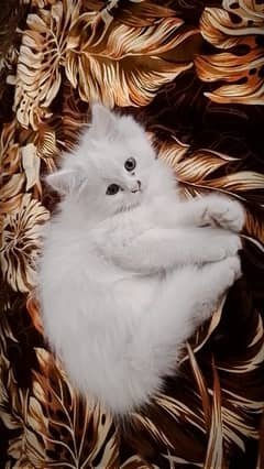 Pure White Persian Kitten