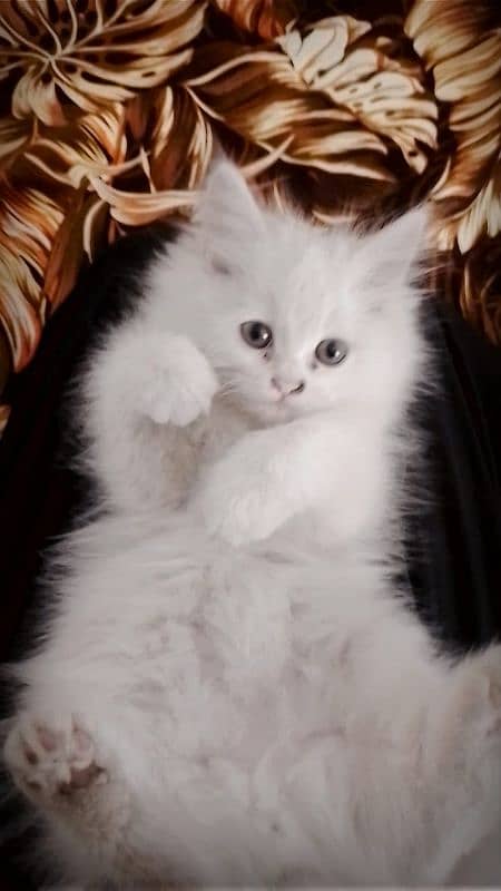 Pure White Persian Kitten 1