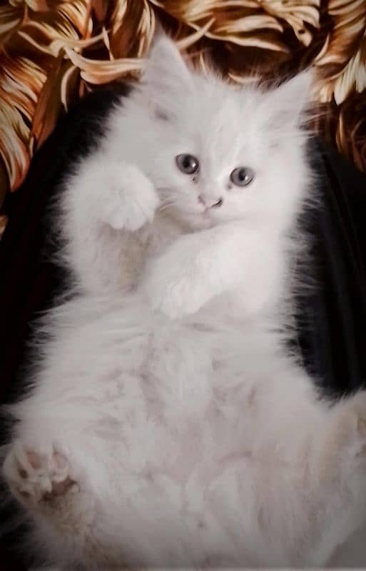 Pure White Persian Kitten 2